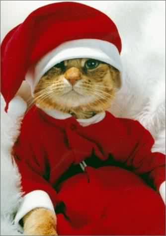 oOo le 'tit chat*______*